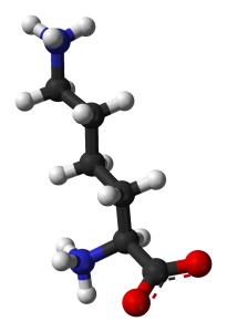 L-lisina como precursor del colageno